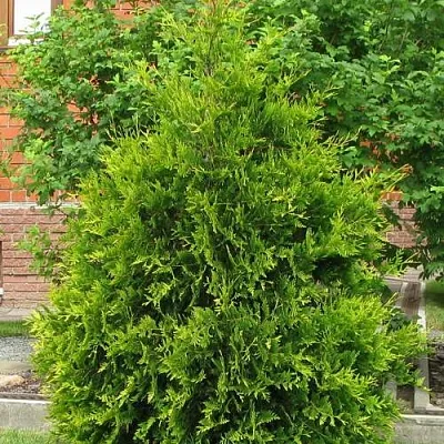 Туя АНЯ (АНИЕ) западная в Набережных Челнах