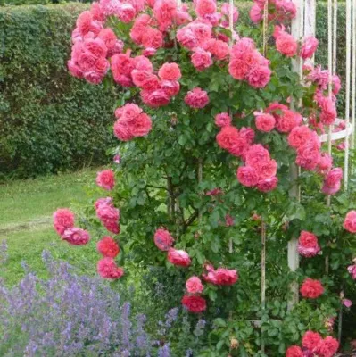 Саженцы роз РОЗАРИУМ ЮТЕРСОН плетистая в Набережных Челнах