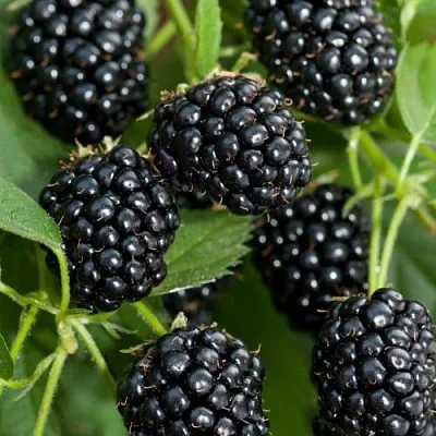 Ежевика АГАВАМ в Набережных Челнах