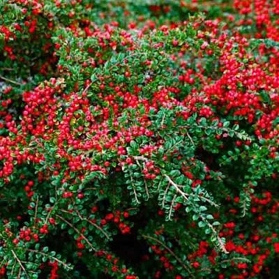 Кизильник горизонтальный  Кизильник горизонтальный в Набережных Челнах
