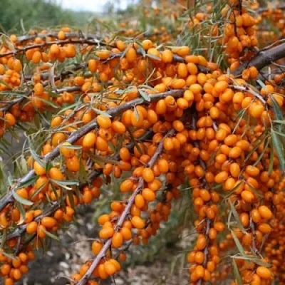 Облепиха ПЕРЧИК  Облепиха ПЕРЧИК в Набережных Челнах