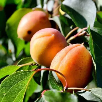 Абрикос БАЙ — описание сорта Абрикос БАЙ в Набережных Челнах