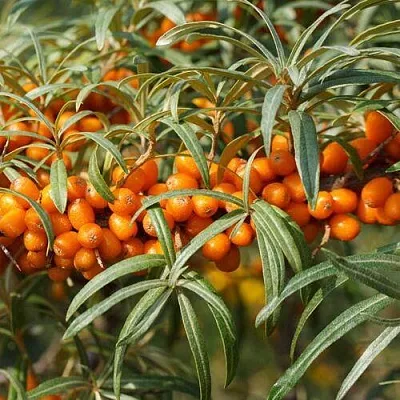 Облепиха РОСИНКА  Облепиха РОСИНКА в Набережных Челнах