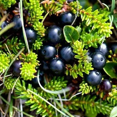 Водяника  Водяника в Набережных Челнах