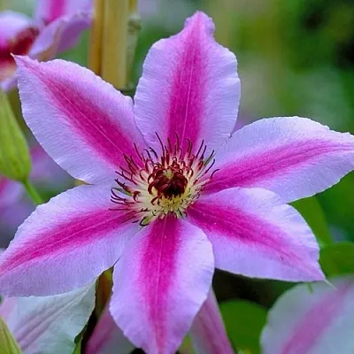 Клематис НЕЛЛИ МОЗЕР в Набережных Челнах