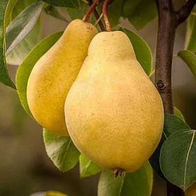 Осенние сорта в Набережных Челнах