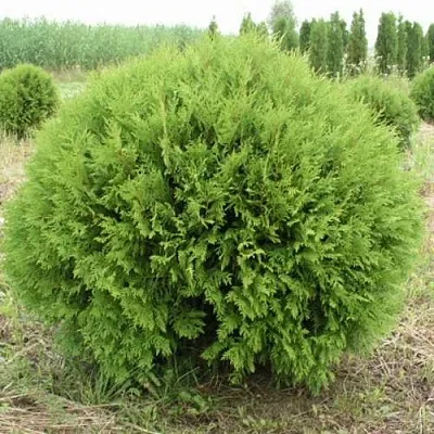 Туя ГЛОБОЗА западная в Набережных Челнах
