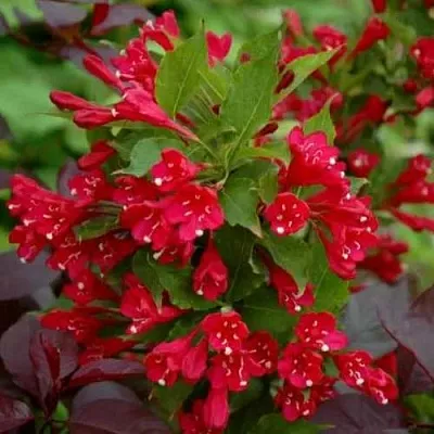 Вейгела РЕД ПРИНЦ  Вейгела РЕД ПРИНЦ в Набережных Челнах