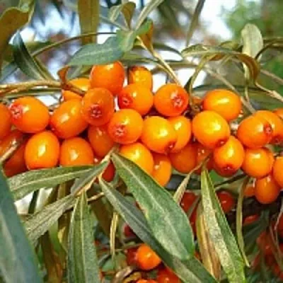 Облепиха БОТАНИЧЕСКАЯ  Облепиха БОТАНИЧЕСКАЯ в Набережных Челнах