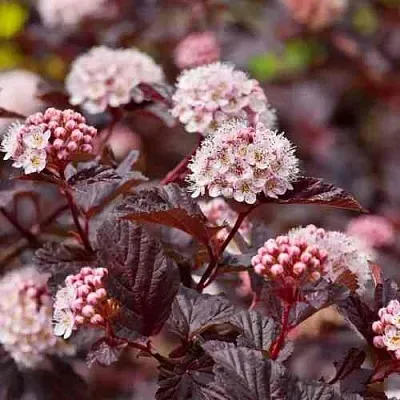 Пузыреплодник АНДРЕ   Пузыреплодник АНДРЕ  в Набережных Челнах