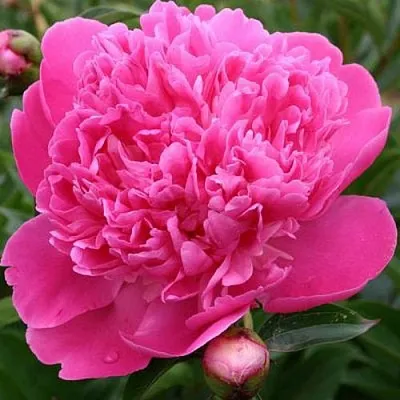 Пион ЭДУЛИС СУПЕРБА травянистый  Пион ЭДУЛИС СУПЕРБА травянистый в Набережных Челнах