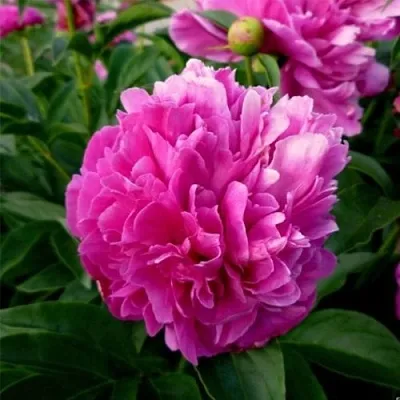 Пион ФЕЛИКС КРАУССЕ травянистый  Пион ФЕЛИКС КРАУССЕ травянистый в Набережных Челнах