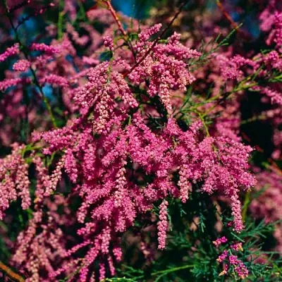 Тамарикс  Тамарикс в Набережных Челнах