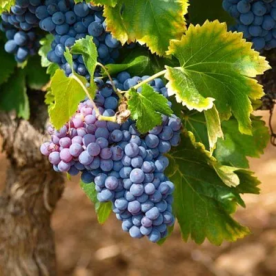 Виноград ЗИЛГА  Виноград ЗИЛГА в Набережных Челнах