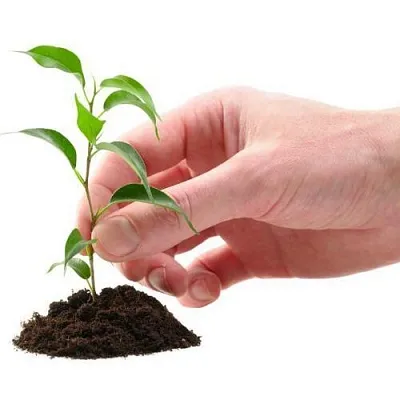 Саженцы  Саженцы в Набережных Челнах