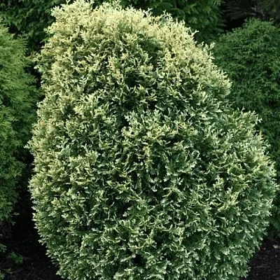 Туя ЛИТОМИШИЛ западная в Набережных Челнах