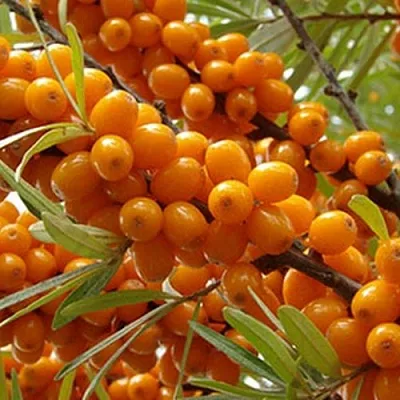 Облепиха ВИТАМИННАЯ  Облепиха ВИТАМИННАЯ в Набережных Челнах