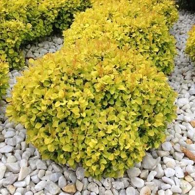 Барбарис БОНАНЗА ГОЛД тунберга в Набережных Челнах