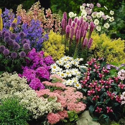 Многолетние растения  Многолетние растения в Набережных Челнах