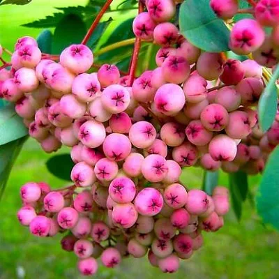 Рябина ПИНК сладкоплодная  Рябина ПИНК сладкоплодная в Набережных Челнах