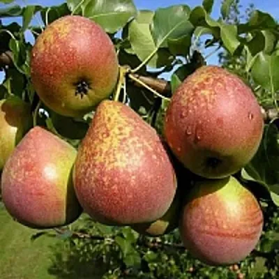 Груша МРАМОРНАЯ в Набережных Челнах