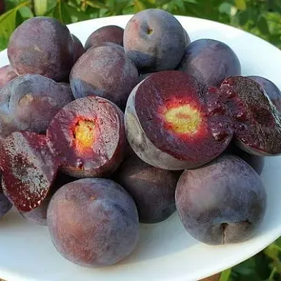Сливово-вишневый гибрид МЕЙНОР  Сливово-вишневый гибрид МЕЙНОР в Набережных Челнах