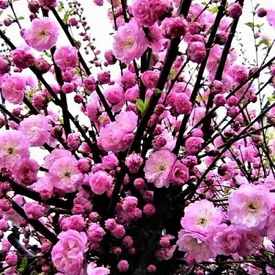 Миндаль  Миндаль в Набережных Челнах