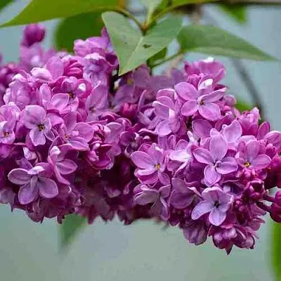 Сирень   Сирень  в Набережных Челнах