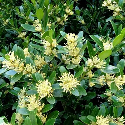 Самшит  Самшит в Набережных Челнах