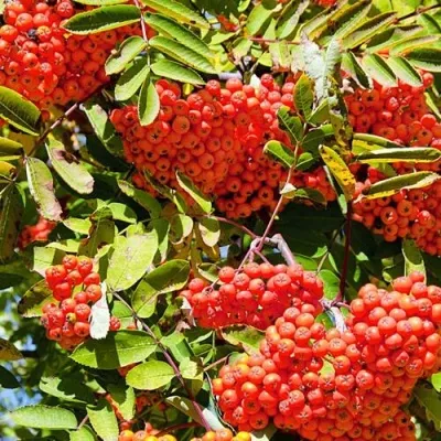 Рябина СОРБИНКА сладкоплодная — описание сорта Рябина СОРБИНКА сладкоплодная в Набережных Челнах