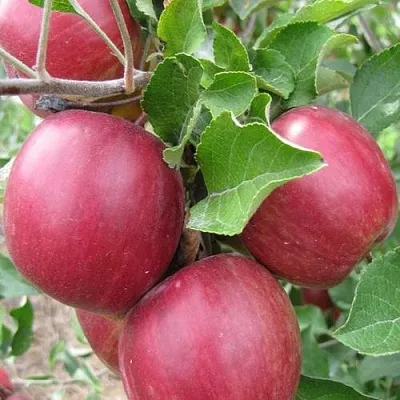 Яблони Московское Ожерелье колонновидная в Набережных Челнах