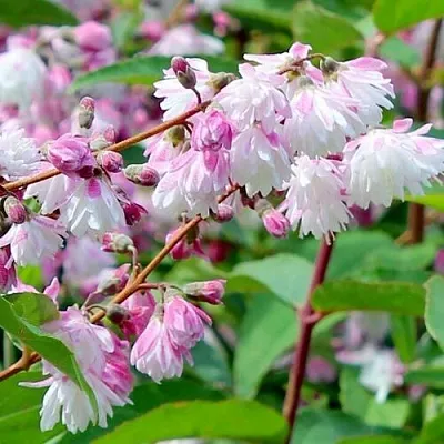 Дейция  Дейция в Набережных Челнах