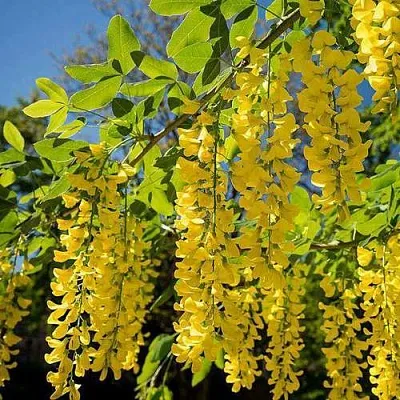 Бобовник  Бобовник в Набережных Челнах