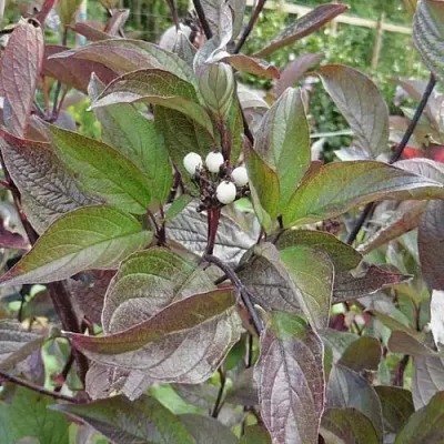 Дерен КЕССЕЛЬРИНГИ в Набережных Челнах