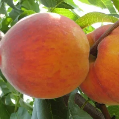 Персик СОЧНЫЙ — описание сорта Персик СОЧНЫЙ в Набережных Челнах