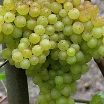 Виноград КИШМИШ 342  Виноград КИШМИШ 342 в Набережных Челнах