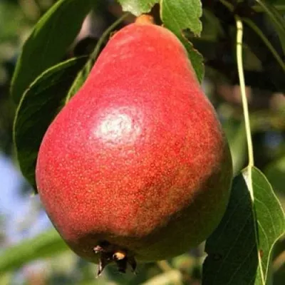 Груша НАРЯДНАЯ ЕФИМОВА в Набережных Челнах