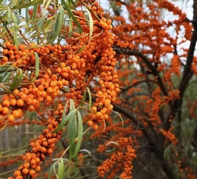 Облепиха СЕРАФИМА  Облепиха СЕРАФИМА в Набережных Челнах