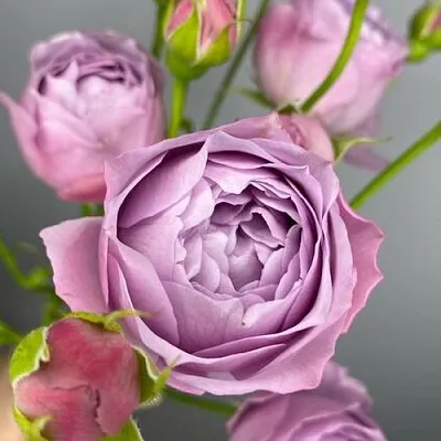 Саженцы роз ЛАВЕНДЕР БАБЛС спрей  Саженцы роз ЛАВЕНДЕР БАБЛС спрей в Набережных Челнах