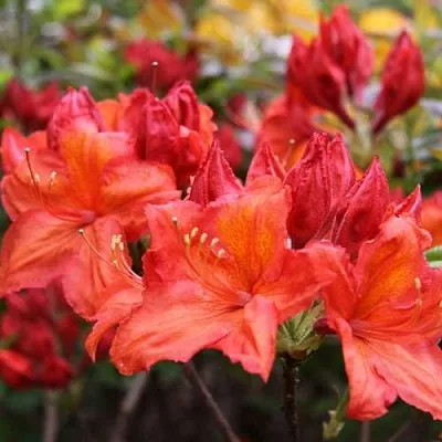 Азалия ЛИЛИНШТЕЙН японская  Азалия ЛИЛИНШТЕЙН японская в Набережных Челнах