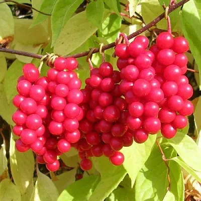 Лимонник  Лимонник в Набережных Челнах