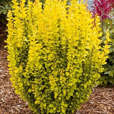 Барбарис ГОЛДЕН ТОРЧ тунберга в Набережных Челнах