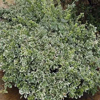 Бересклет ЭМЕРАЛЬД ГАИТИ форчуна  Бересклет ЭМЕРАЛЬД ГАИТИ форчуна в Набережных Челнах