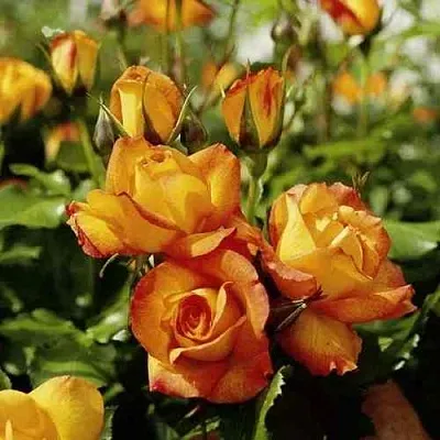 Саженцы роз САХАРА плетистая  Саженцы роз САХАРА плетистая в Набережных Челнах