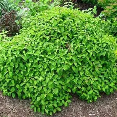 Дерен КЕЛСЕИ шелковистый   Дерен КЕЛСЕИ шелковистый  в Набережных Челнах