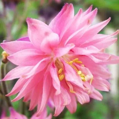 Аквилегия БАРЛОУ ПИНК гибрид МакКаны — описание сорта Аквилегия БАРЛОУ ПИНК гибрид МакКаны в Набережных Челнах