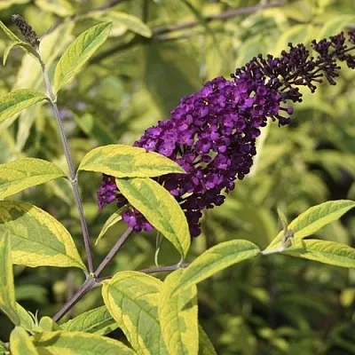 Буддлея давида САНТАНА   Буддлея давида САНТАНА  в Набережных Челнах