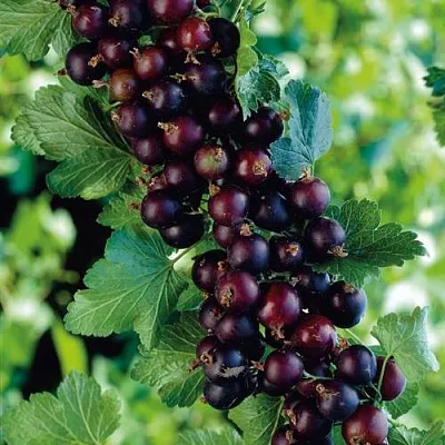 Йошта  Йошта в Набережных Челнах