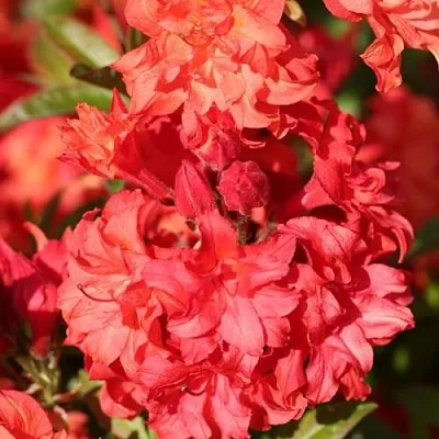 Азалия ФОЙЕРКОПФЕН крупноцветковая  Азалия ФОЙЕРКОПФЕН крупноцветковая в Набережных Челнах