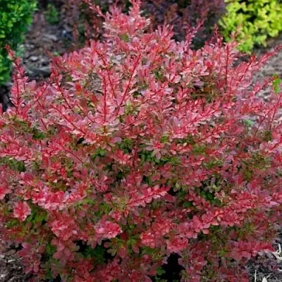 Барбарис ГОЛДЕН РИНГ тунберга в Набережных Челнах